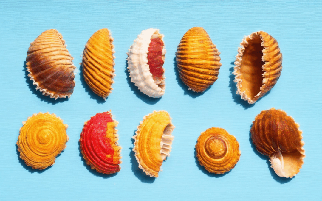 Delightful Conchas with Vibrant Colors: Everything You Need to Know