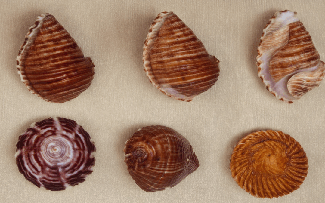 Discovering the Beauty of Conchas with Natural Colorings