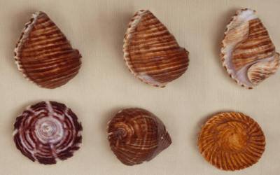 Discovering the Beauty of Conchas with Natural Colorings